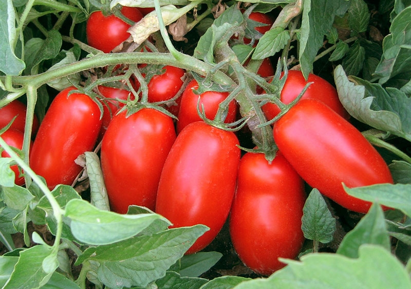 Sanay F1 (San Marzano)